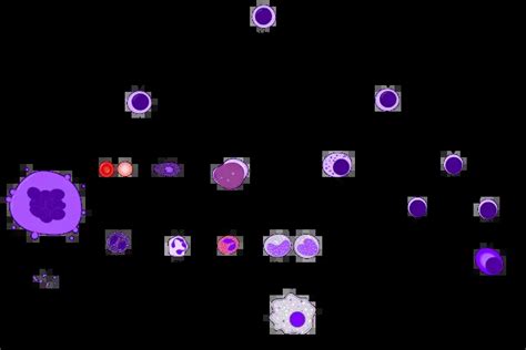 Neutrophil Vs Macrophage