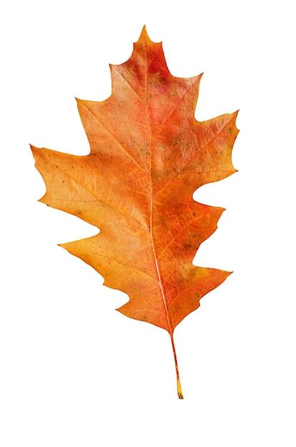 Premium Photo Autumn Red Oak Leaf Isolated On White Background