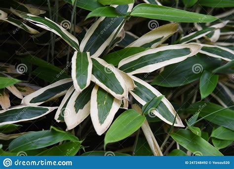 Kuma Bamboo Grass Sasa Veitchii Stock Photo Image Of Green