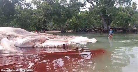 Giant Squid Carcass Washes Up On Remote Indonesian Beach Daily Mail