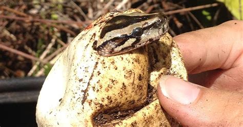 Burmese pythons hatching across Southwest Florida