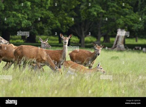 Red Deer Cervus Elaphus And Fallow Deer Dama Dama Grazing On Grass