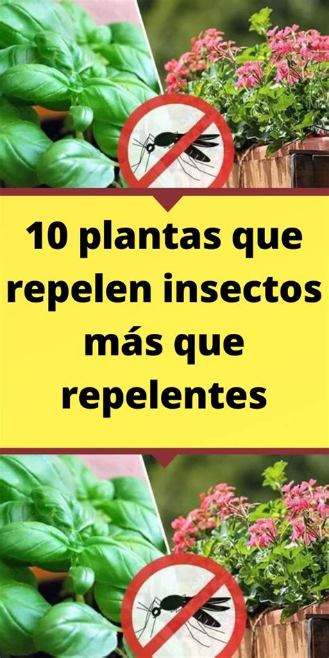 10 plantas que repelen insectos más que repelentes Plantas Como