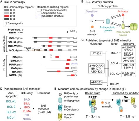 Determining Efficacy And Selectivity Of Bh Mimetic Compounds Against