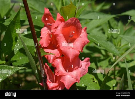 Gladiolus Flower Spikes In A Variety Of Colors Within The Red Ranges In