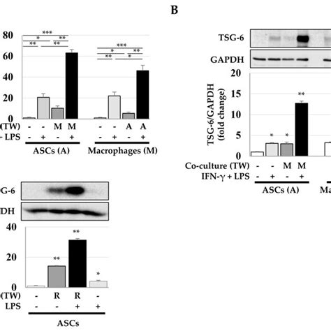 Tsg Expression In Ascs And Macrophages After Indirect Coculture For