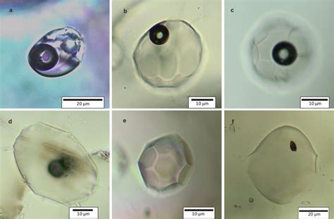 Studied Olivine Hosted Melt Inclusions Olivine Hosted Melt Inclusions