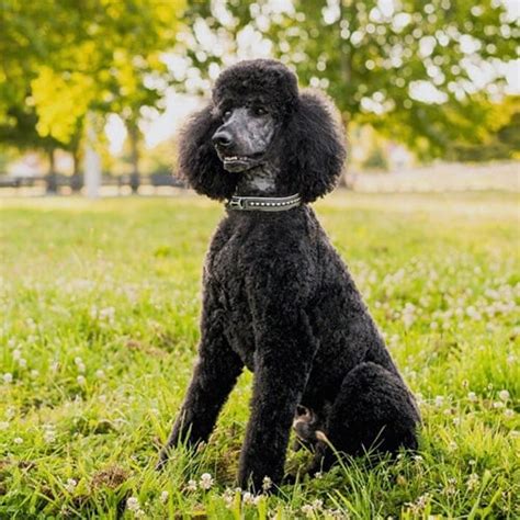 Poodle Dog Breed Facts And Information