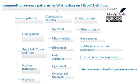 Lab Series 16 Anti Nuclear Antibodies