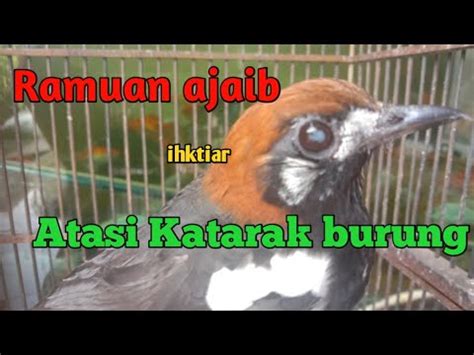 Cara Mengobati Katarak Pada Burung Youtube