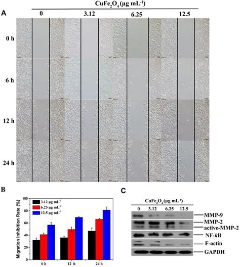 A Cufe 2 O 4 Inhibits Migration Of Skov3 Cells Use The Pipette Tip