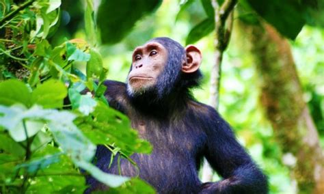 Kibale Forest National Park | Chimpanzee Trekking in Uganda | Uganda