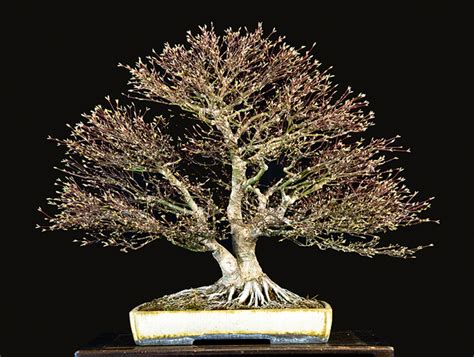 About – Valavanis Bonsai Blog