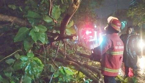 NUSABALI Atasi Pohon Tumbang BPBD Kerahkan Tim Reaksi Cepat