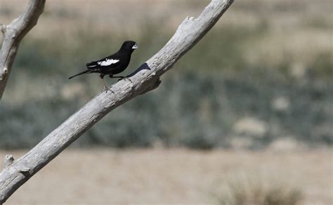 10 Majestic Birds of Colorado | Common Native Birds in State of CO - Uncover Colorado