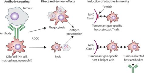 Monoclonal Antibodies For Cancer Immunotherapy The Lancet