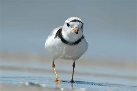 picture piping plover walking beach