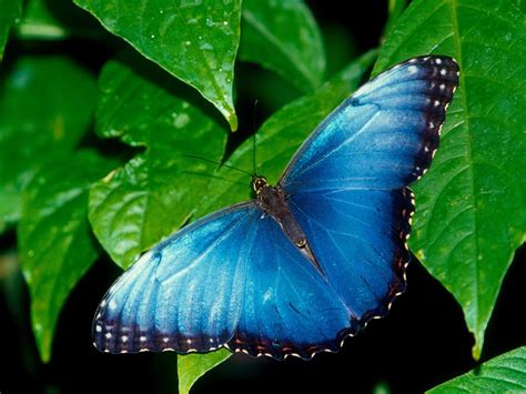 Beautiful Butterflies Butterflies Wallpaper 9481757 Fanpop