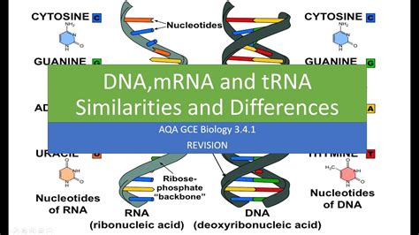 Dna Mrna Trna Similarities And Differences Youtube