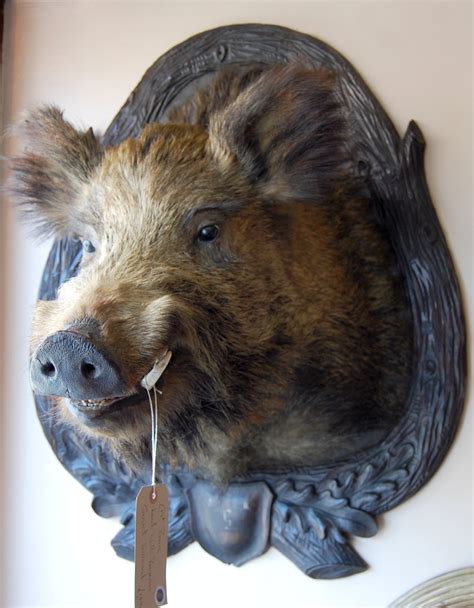 Wild Boar Head Taxidermy