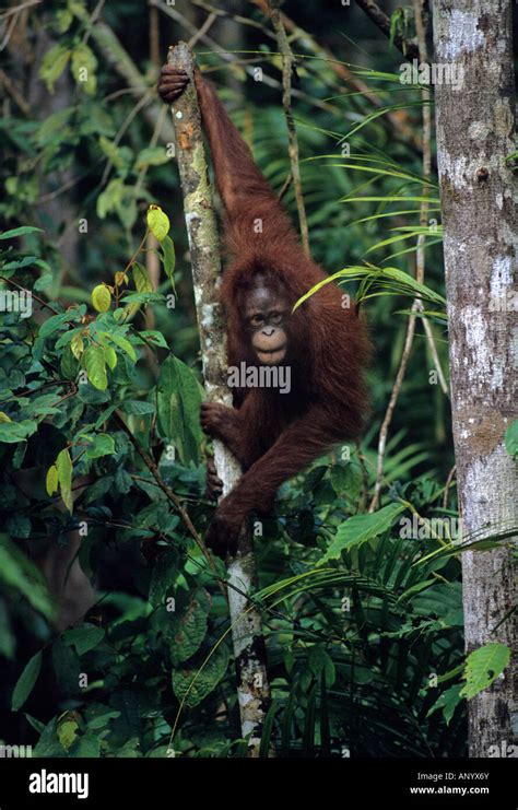 Male Orang Utan Pongo Pygmaeus Sepilok Rehabilitation Center Near