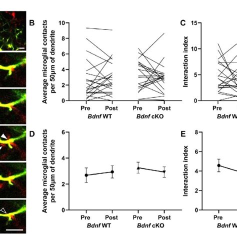 Deletion Of Microglial Bdnf Does Not Affect Protrusion Formation A