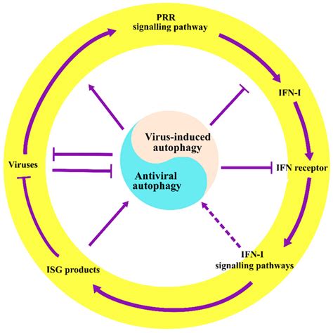 The Crosstalk Between Autophagy And IFN I Mediated Antiviral Immunity