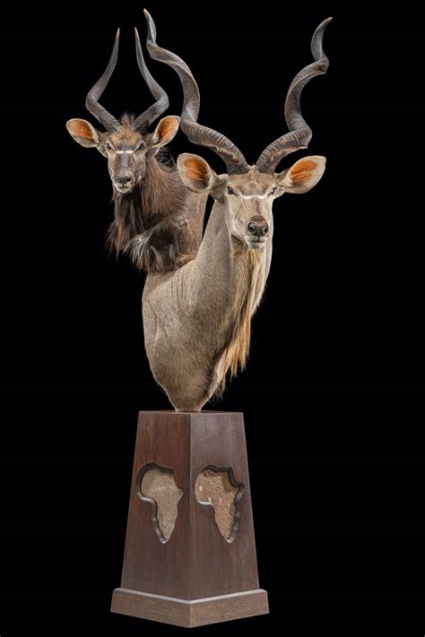 Best Kudu Taxidermy South Africa Get Kudu Trophy Quote