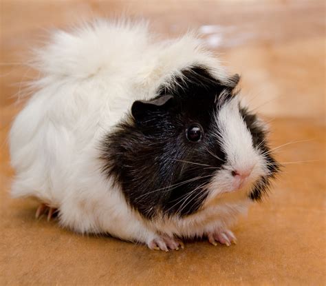 Abyssinian Guinea Pigs