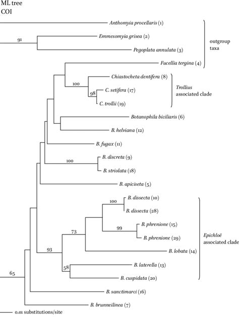 Maximum Likelihood Ml Phylogram Based On Sequences Of The