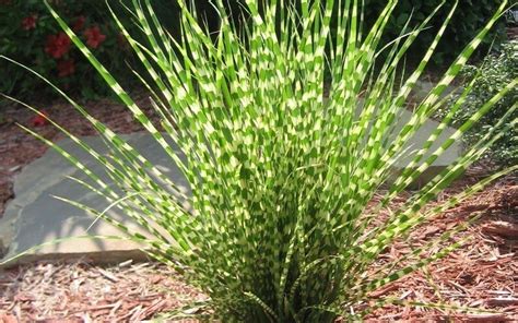 Zebra Grass Miscanthus Sinensis 200mm