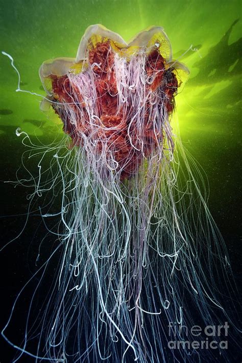 Lion S Mane Jellyfish By Alexander Semenov Science Photo Library