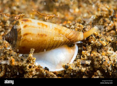 Cone Shell Hi Res Stock Photography And Images Alamy