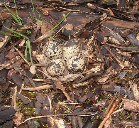 Killdeer Eggs by Kajm on DeviantArt