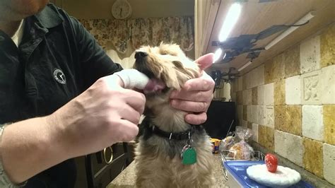 Brushing Yorkie Puppy Dog Teeth Youtube