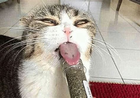 猫咪第一次闻猫薄荷，结果吸过量，直接瘫在地上，像是只废猫主人味道东西