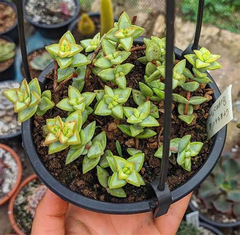 Crassula Rupestris Tips Cuidados Y Reproducci N