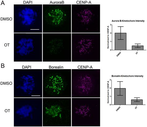 OTSSP167 Mislocalizes Aurora B In Mitotic Cells Taxol Treated HeLa