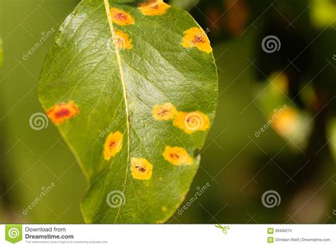 Ruggine Della Pera Sabinae Del Gymnosporangium Fotografia Stock