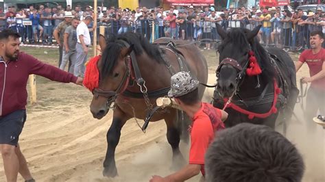 Concurs Cu Cai De Tractiune Maguri Cluj Proba De Dublu 24 Iulie 2022