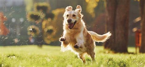 Cómo controlar a un perro hiperactivo