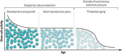 Stem Cells And Healthy Aging Science