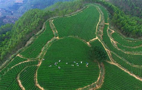 Cina Alla Scoperta Delle Sconfinate Piantagioni Di T Foto