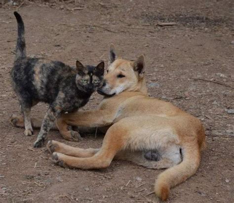 猫咪为啥总爱招惹狗狗？据说女人属猫男人属狗，人含蓄而动物直白