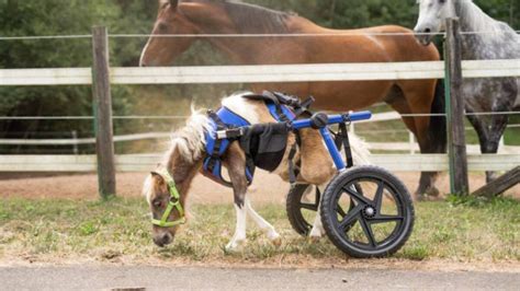 Un cheval né handicapé fait ses premiers galops grâce à un fauteuil