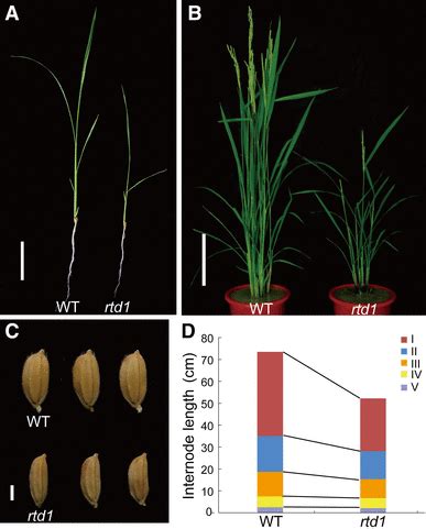 Phenotypic Comparison Of Wild Type Wt And Rtd A Day Old