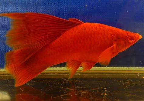 рыбка аквариумная: Меченосец