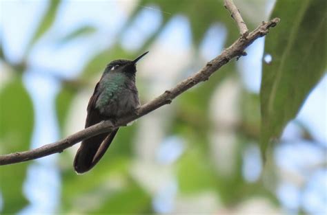 Reporte Del Campo Gira A La Reserva Biol Gica Montecillos