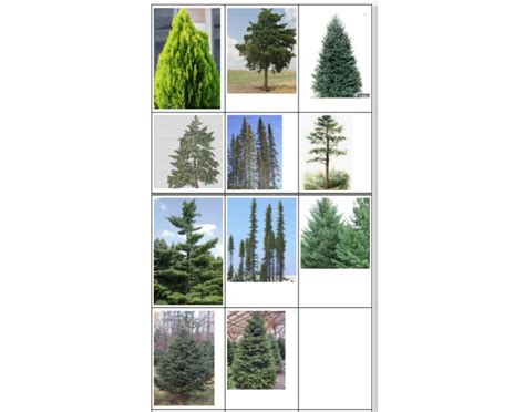 Conifer Identification — Printable Worksheet