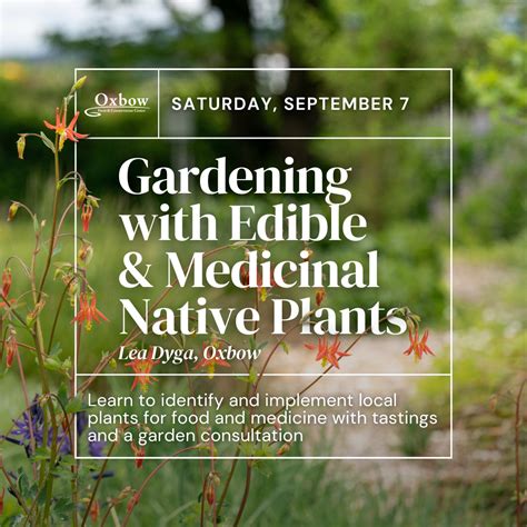 Gardening With Edible And Medicinal Native Plants Oxbow Farm